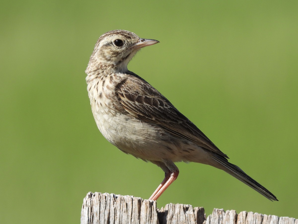 Australian Pipit - ML643332559