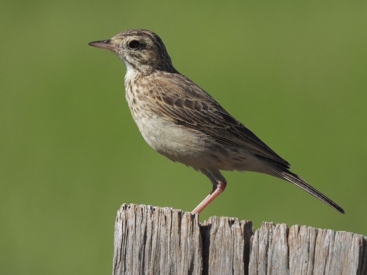 Australian Pipit - ML643332560