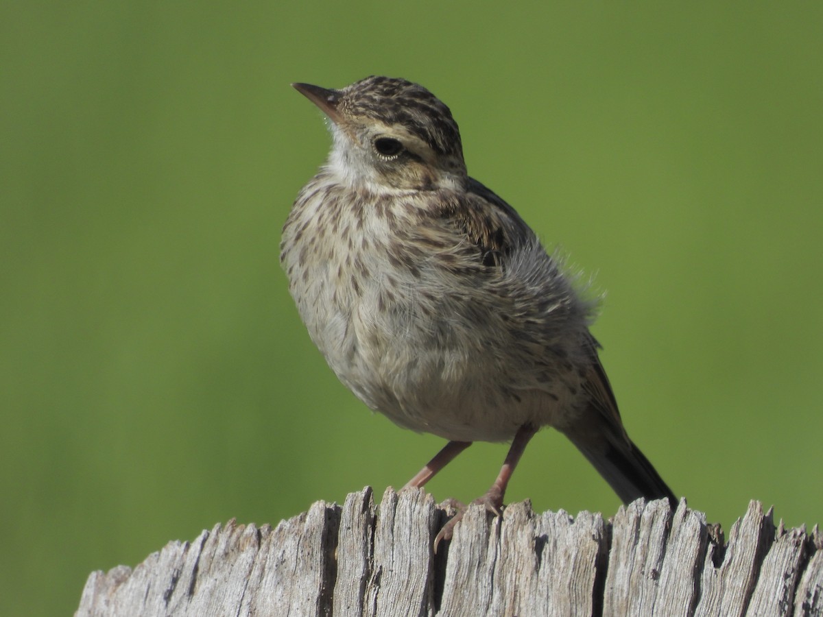 Australian Pipit - ML643332561