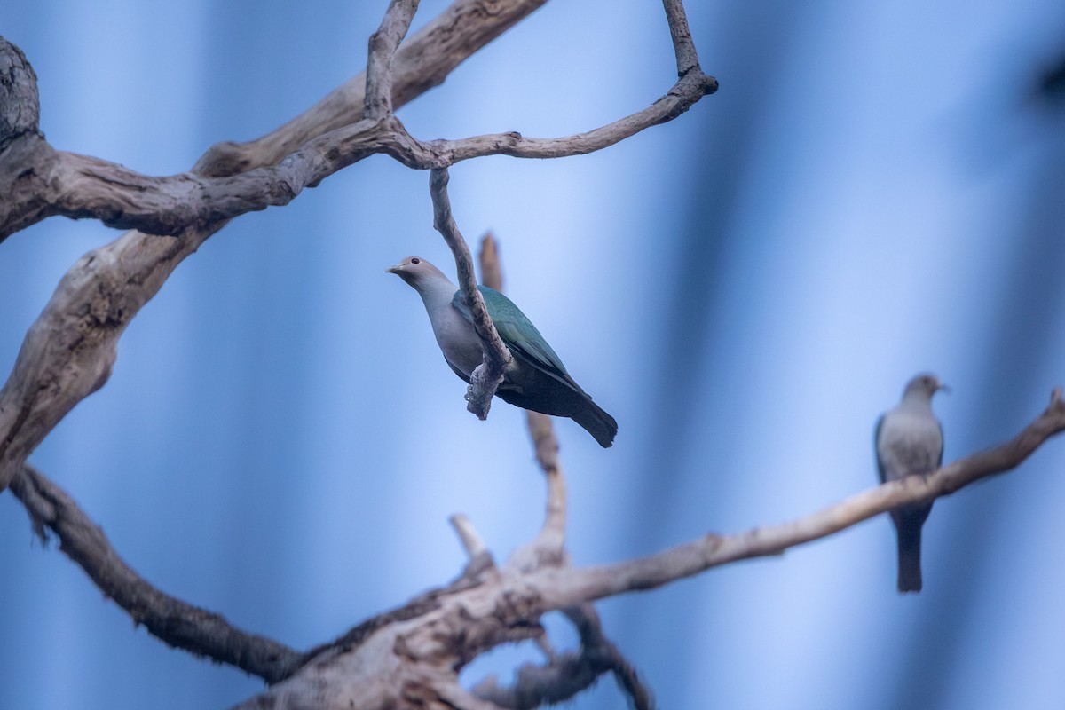 Green Imperial-Pigeon - ML643332562
