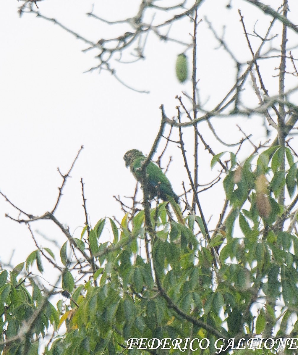 Maroon-bellied Parakeet - ML643332594