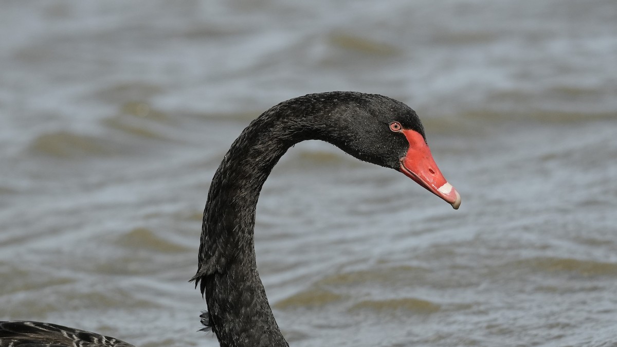 Black Swan - ML643332599