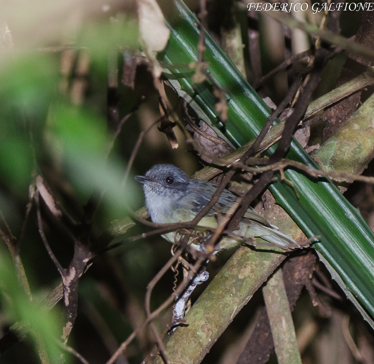 Plain Antvireo - ML643332600