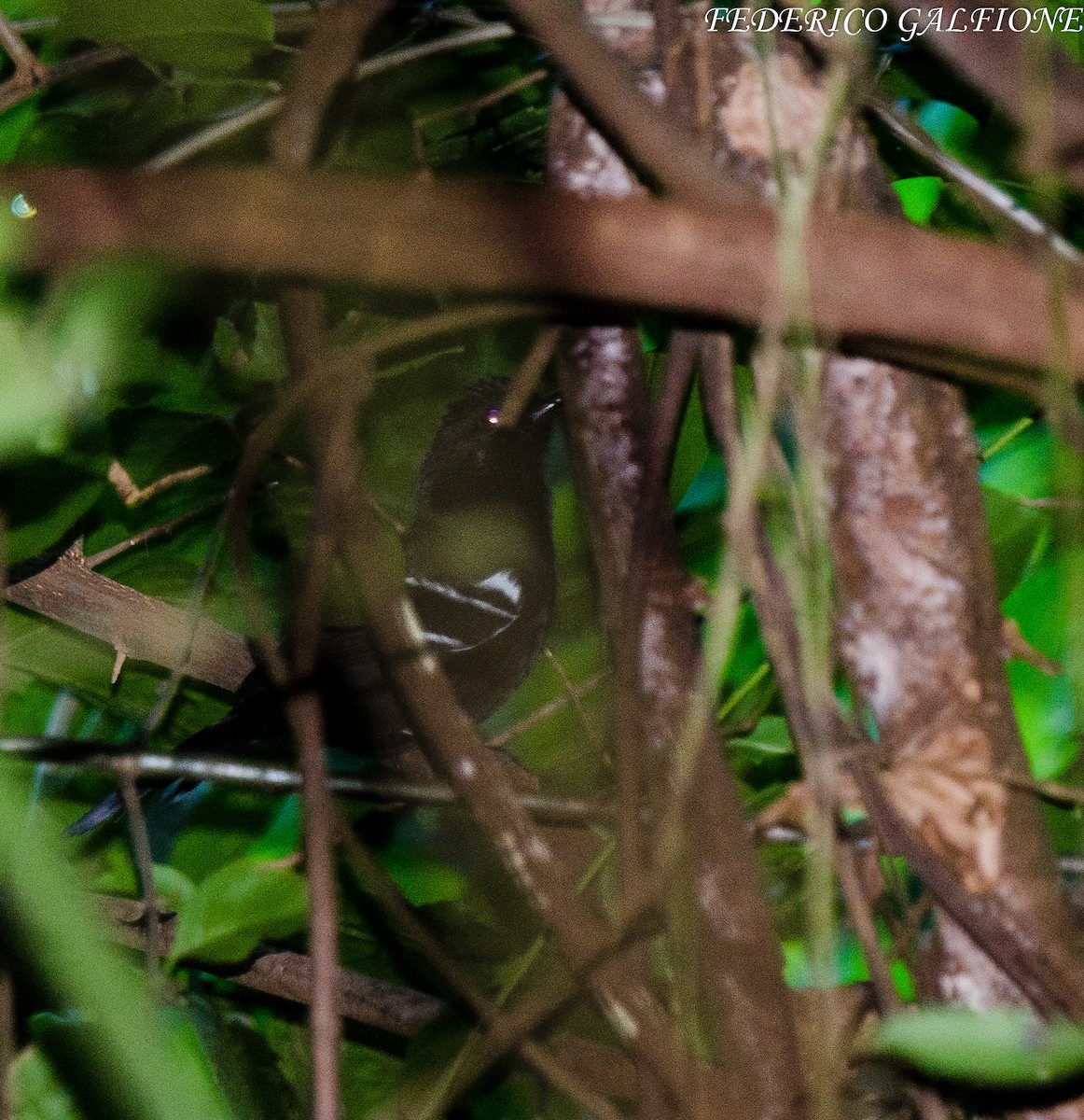 White-shouldered Fire-eye - ML643332604