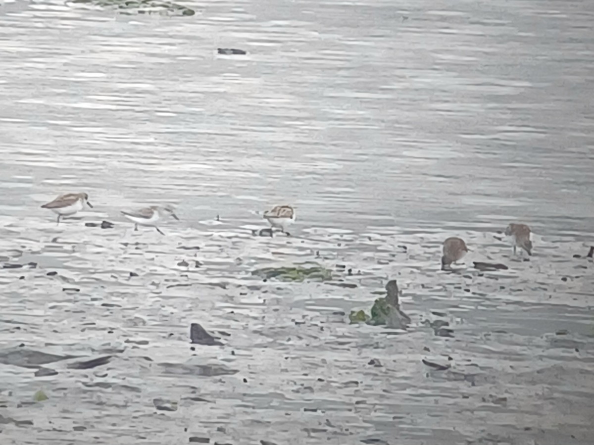 Western Sandpiper - ML643332610
