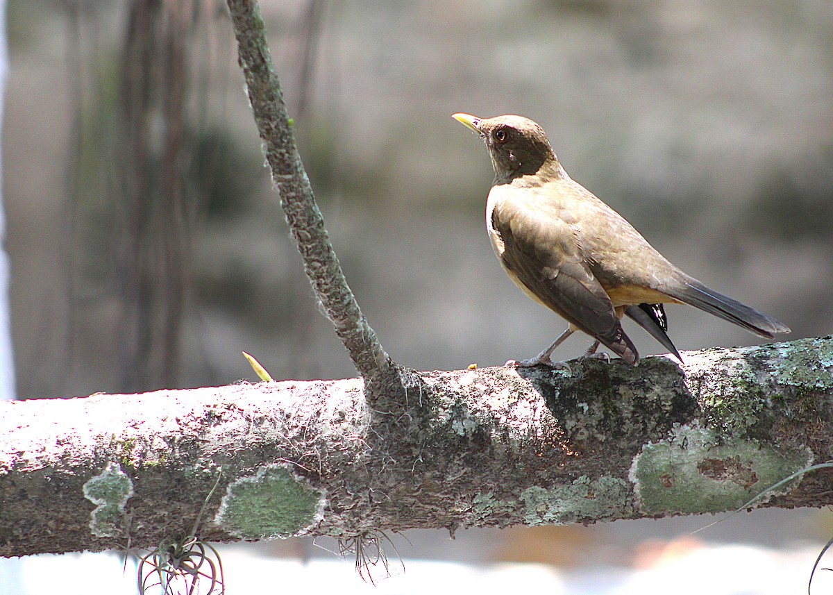 Clay-colored Thrush - ML643332617