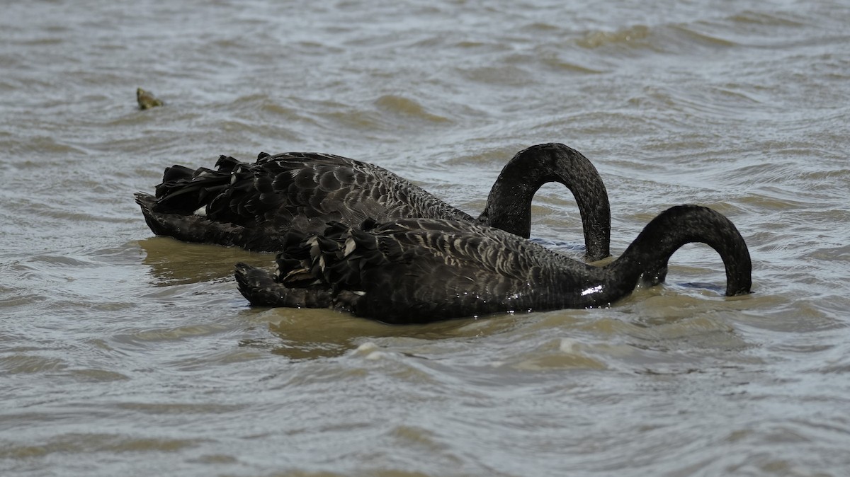 Black Swan - ML643332620