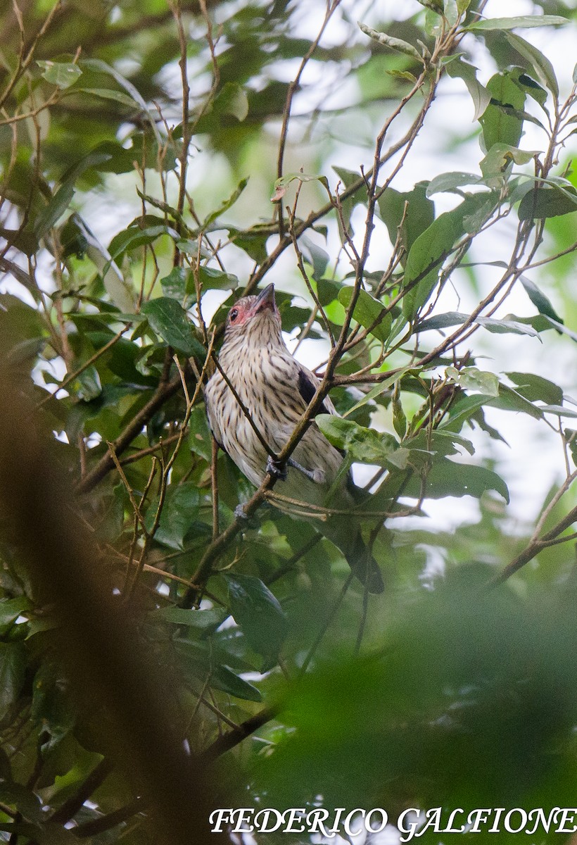 Black-tailed Tityra - ML643332627