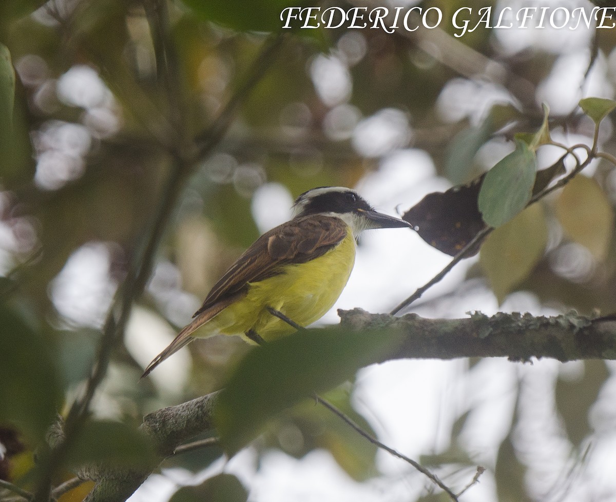 Great Kiskadee - ML643332628