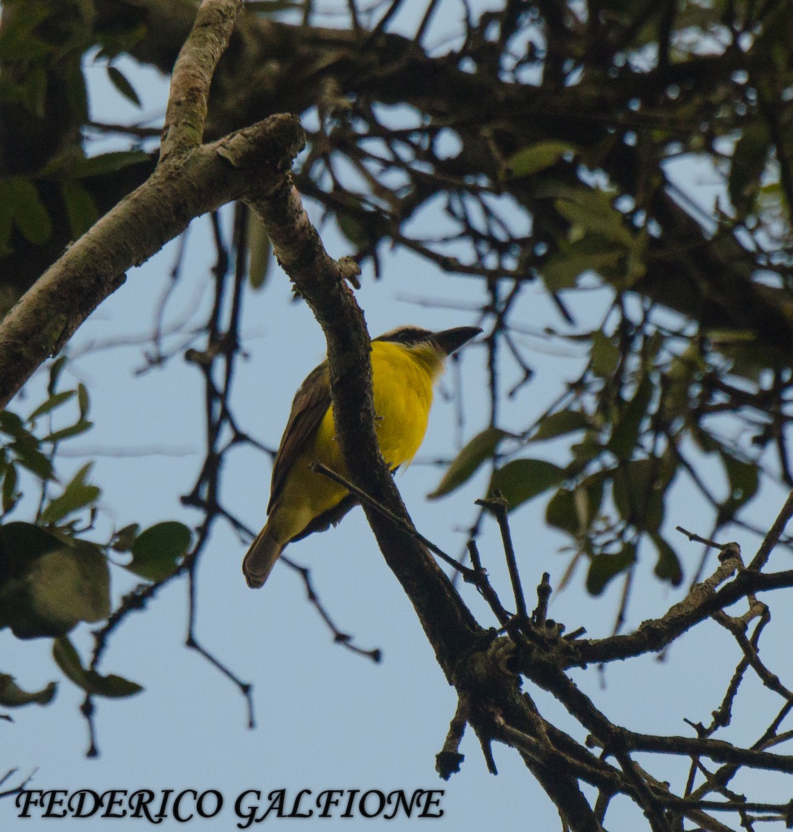 Boat-billed Flycatcher - ML643332630