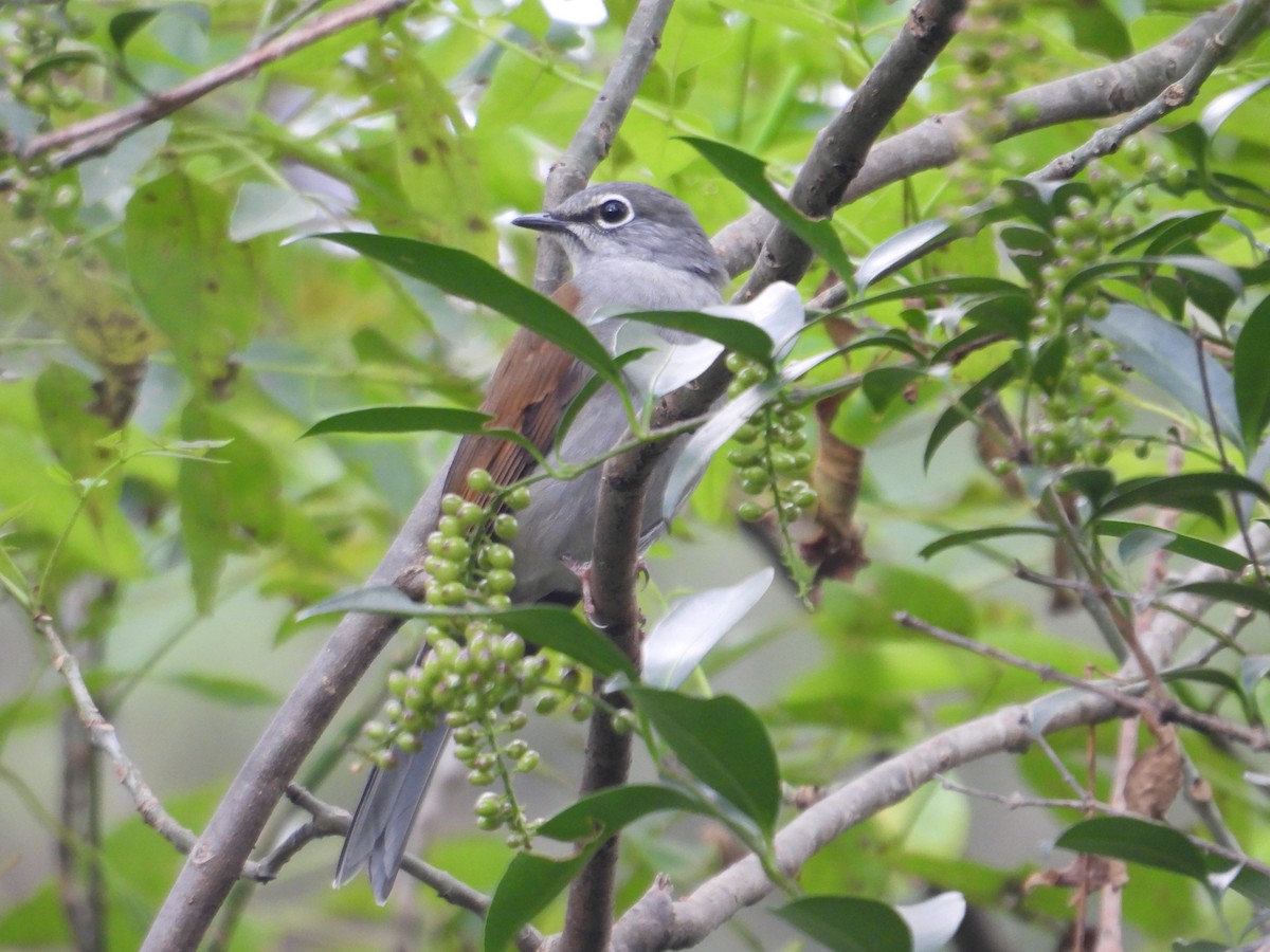 Brown-backed Solitaire - ML643332638