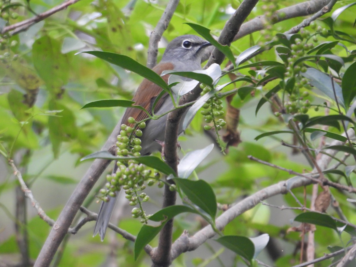 Brown-backed Solitaire - ML643332639