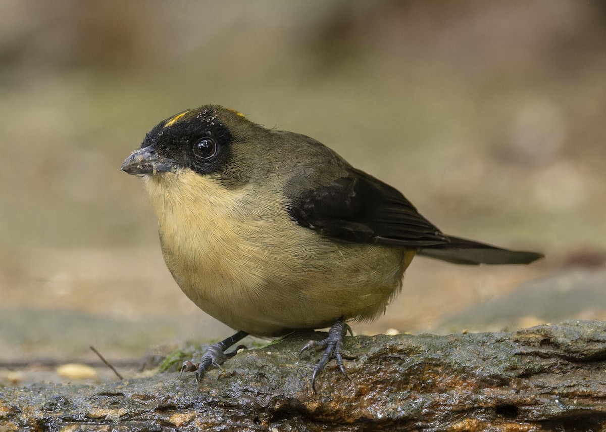Black-goggled Tanager - ML643332642