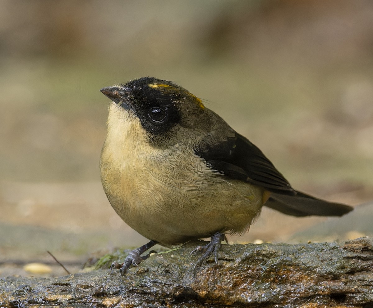 Black-goggled Tanager - ML643332643