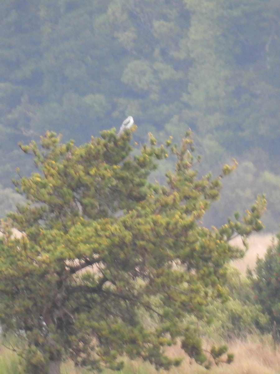 White-tailed Kite - ML643332645