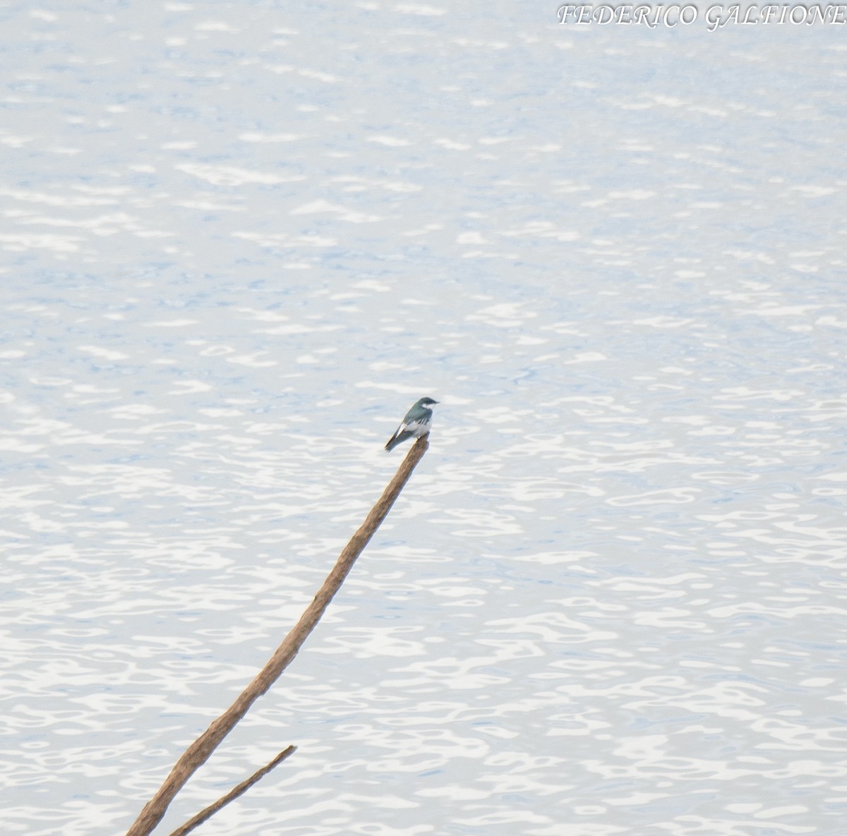 White-winged Swallow - ML643332646