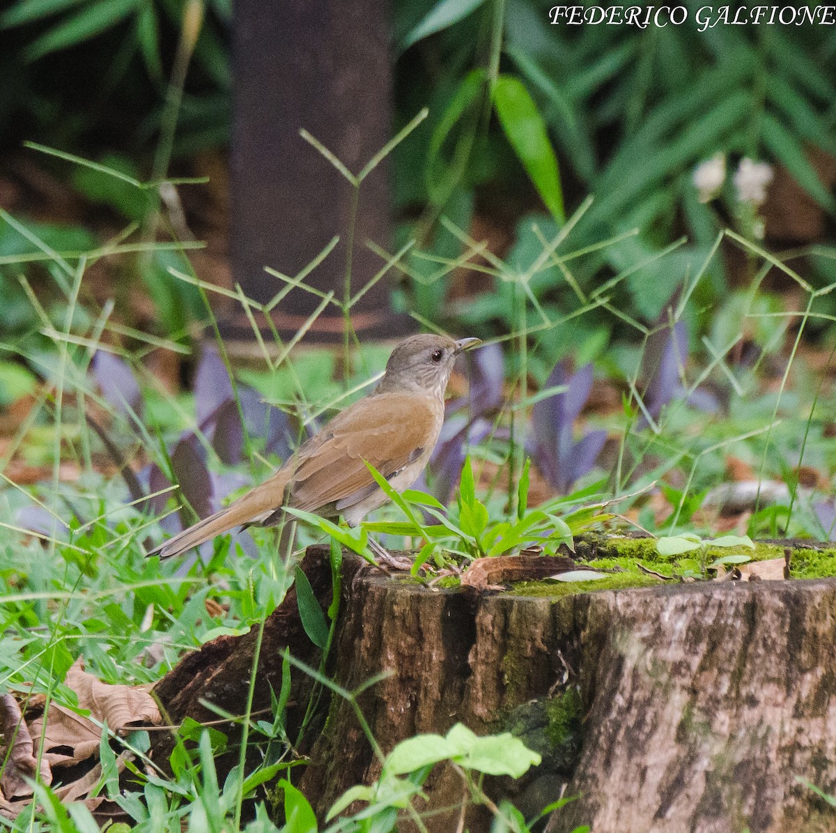 Pale-breasted Thrush - ML643332656