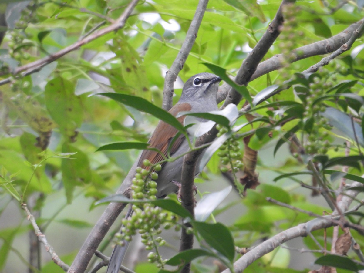 Brown-backed Solitaire - ML643332657