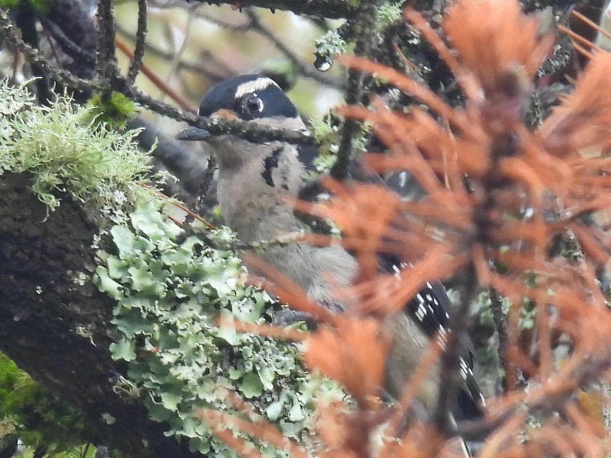 Hairy Woodpecker (Pacific) - ML643332658