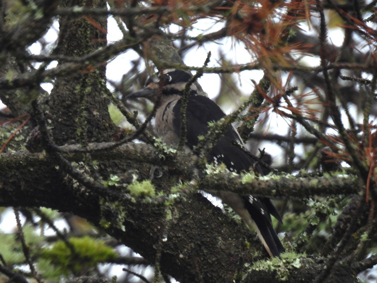 Hairy Woodpecker (Pacific) - ML643332659