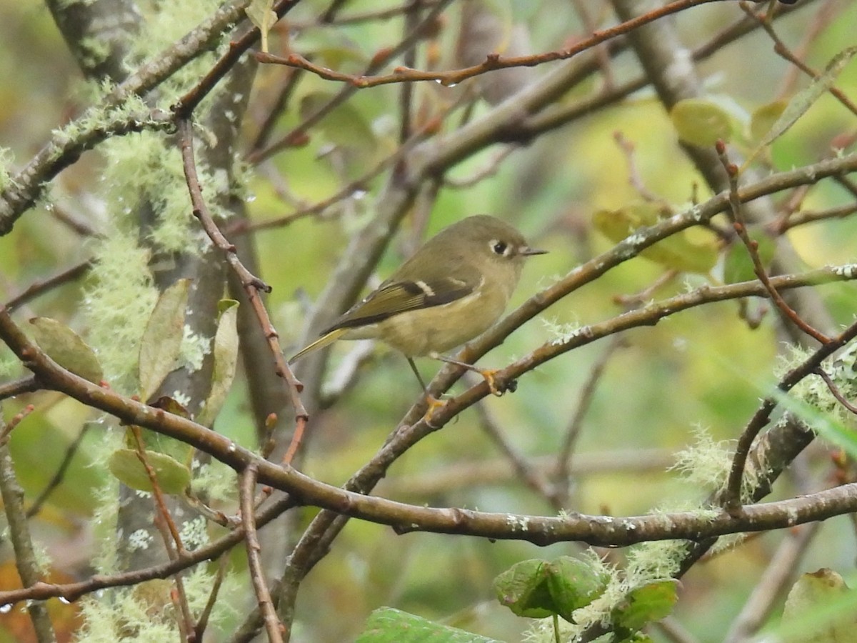 Ruby-crowned Kinglet - ML643332665