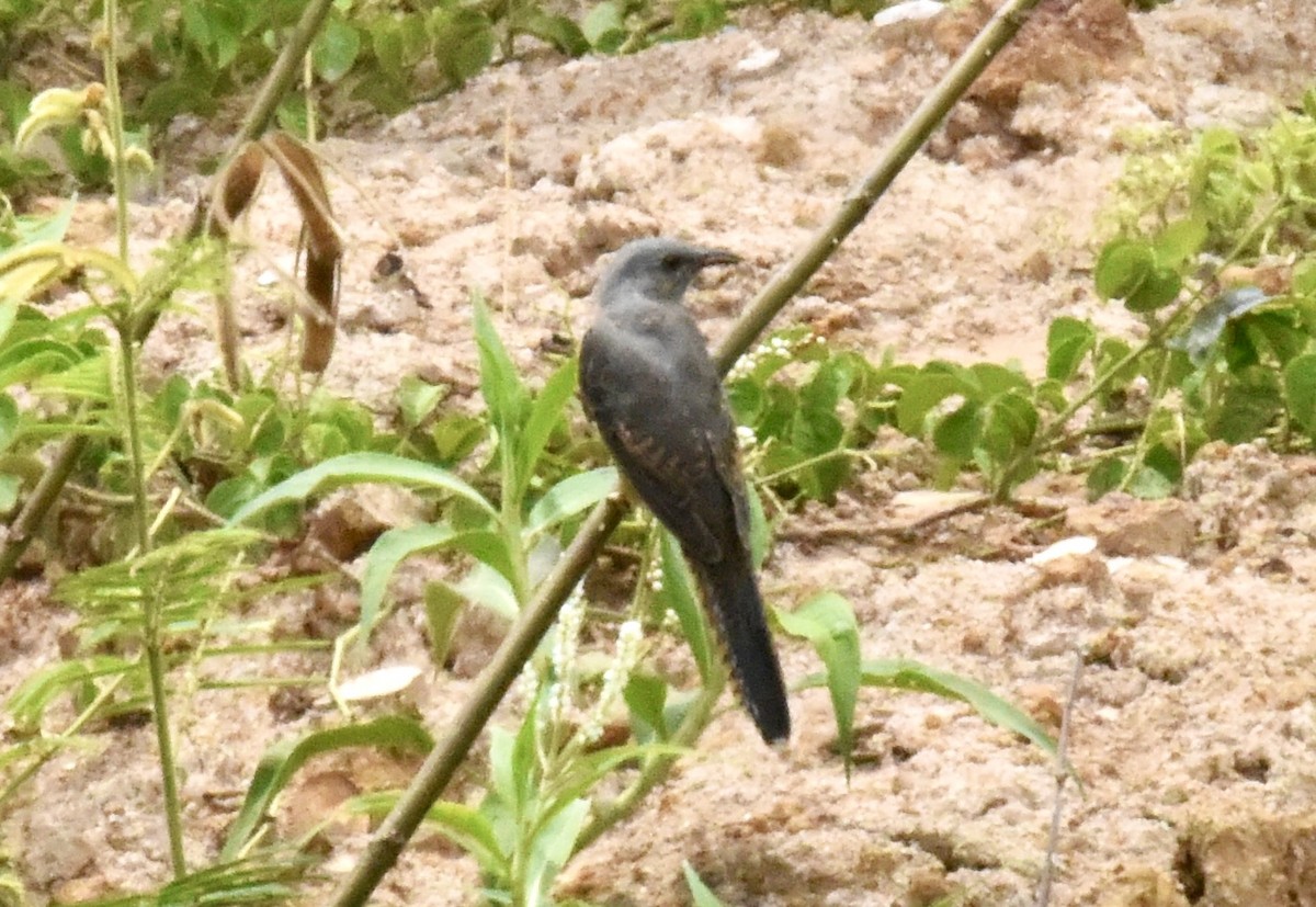 Plaintive Cuckoo - ML643332668