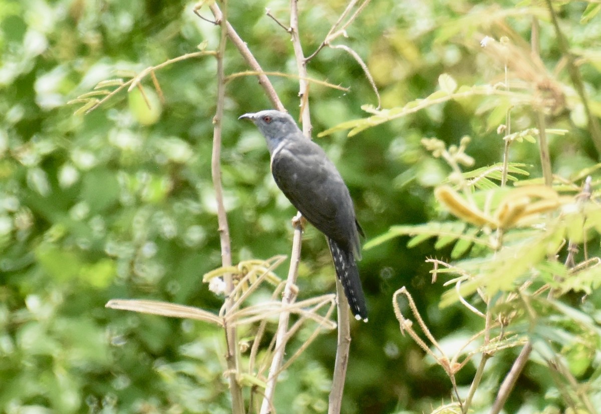 Plaintive Cuckoo - ML643332669
