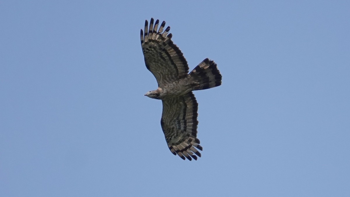 Oriental Honey-buzzard - ML643332670