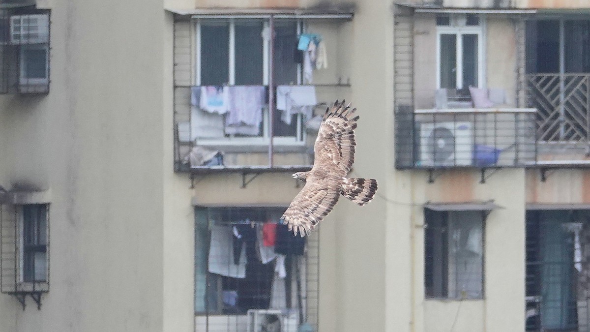 Oriental Honey-buzzard - ML643332671