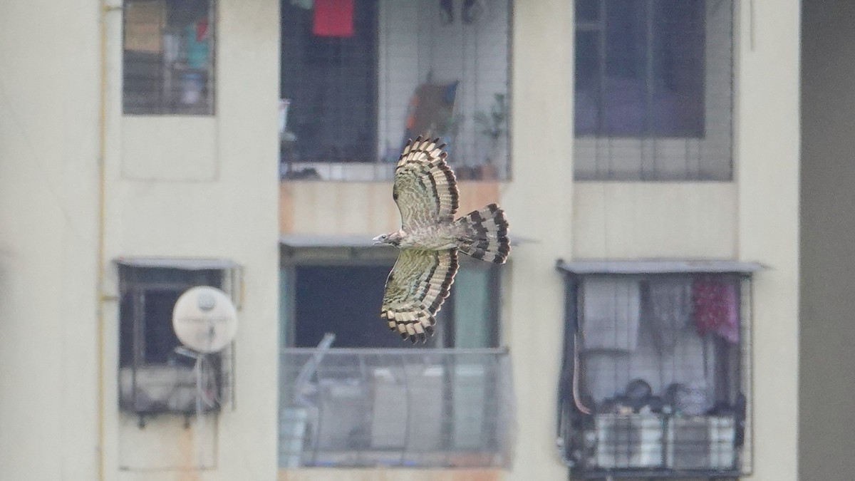 Oriental Honey-buzzard - ML643332672