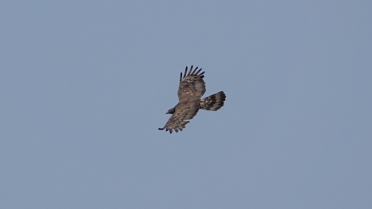 Oriental Honey-buzzard - ML643332673