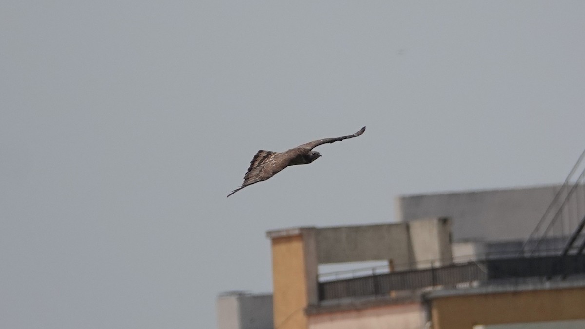 Oriental Honey-buzzard - ML643332674