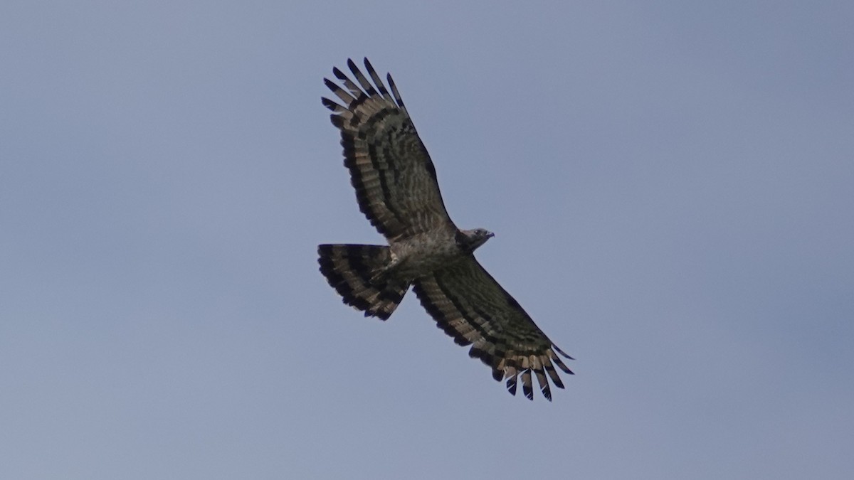 Oriental Honey-buzzard - ML643332675