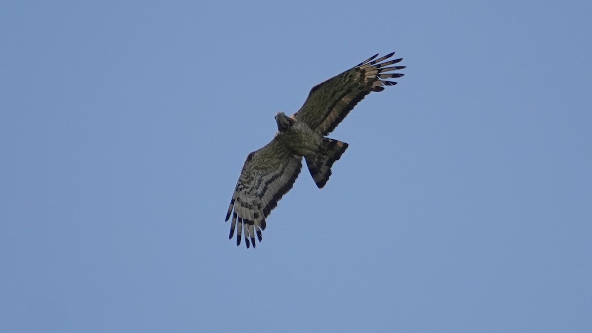 Oriental Honey-buzzard - ML643332676