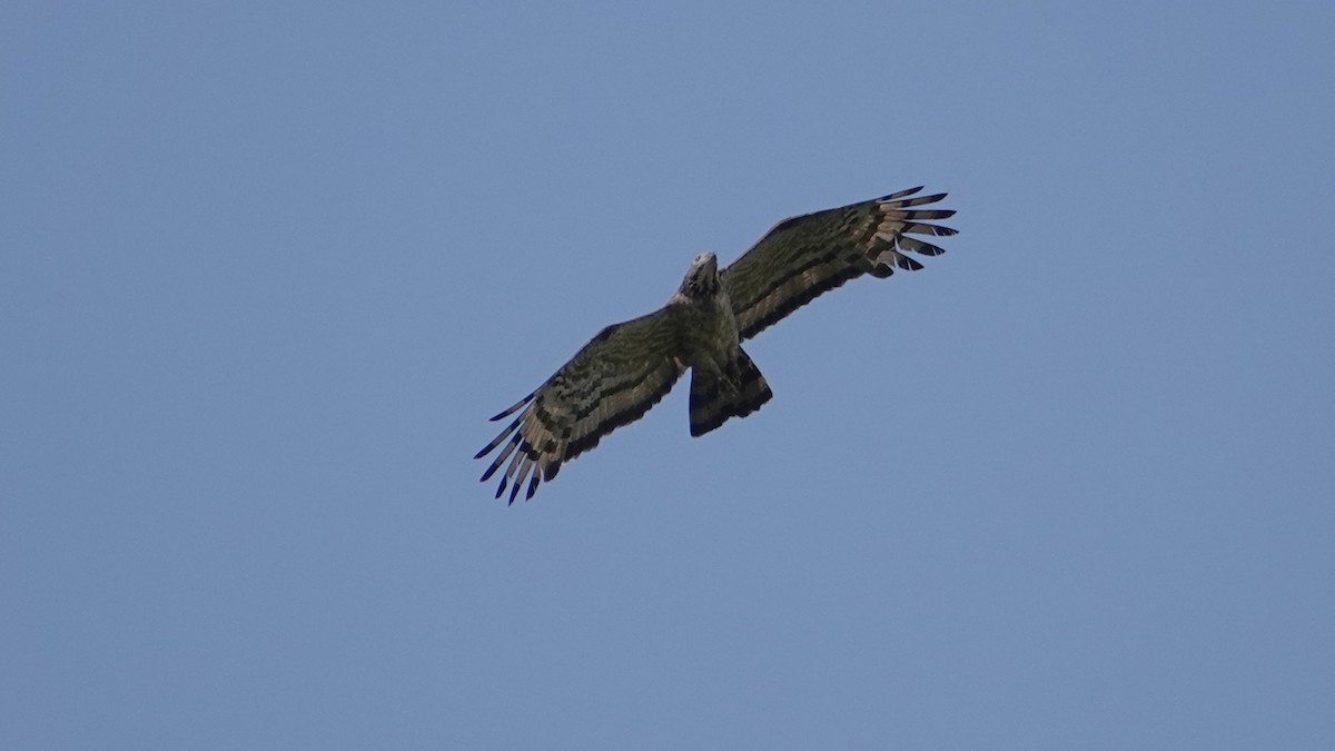 Oriental Honey-buzzard - ML643332677