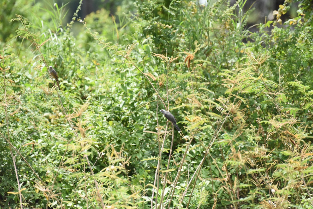 Plaintive Cuckoo - ML643332678