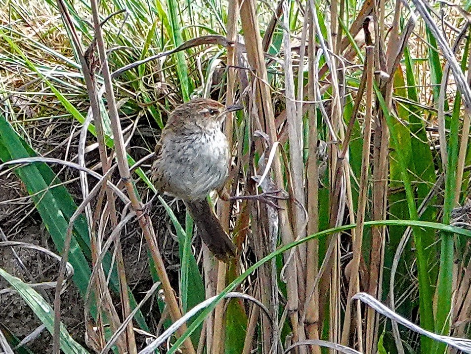 Little Grassbird - ML643332679