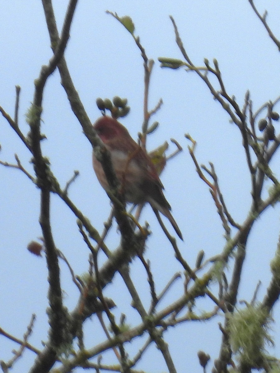 Purple Finch (Western) - ML643332681