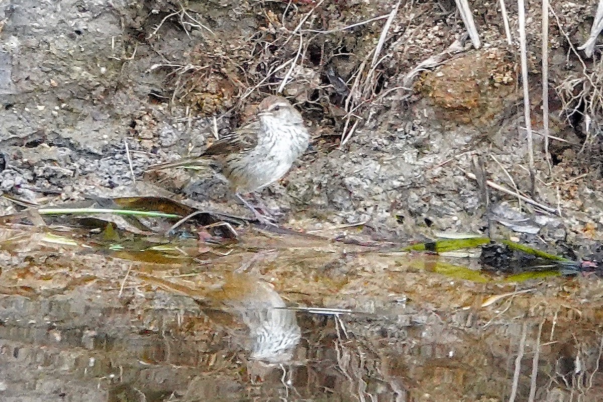 Little Grassbird - ML643332684