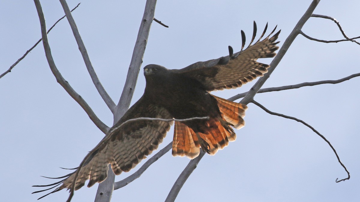 Red-tailed Hawk - ML643332694