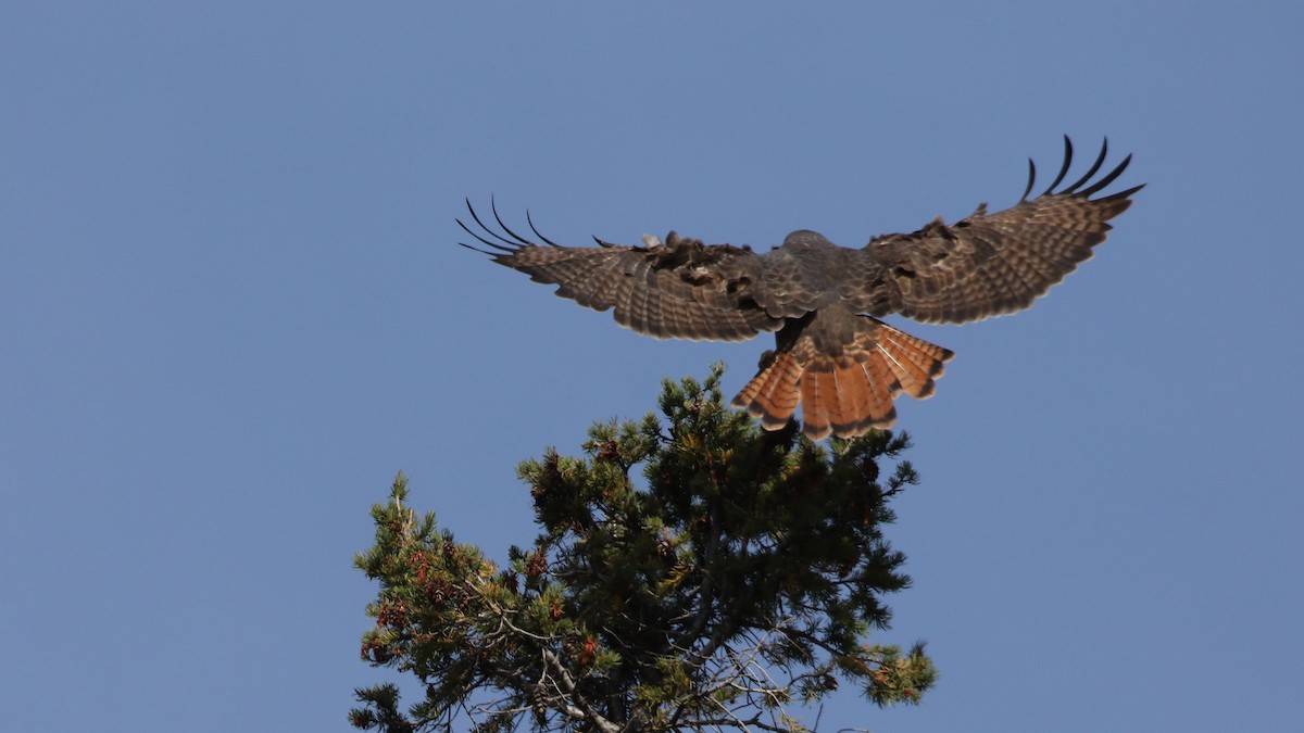 Red-tailed Hawk - ML643332703