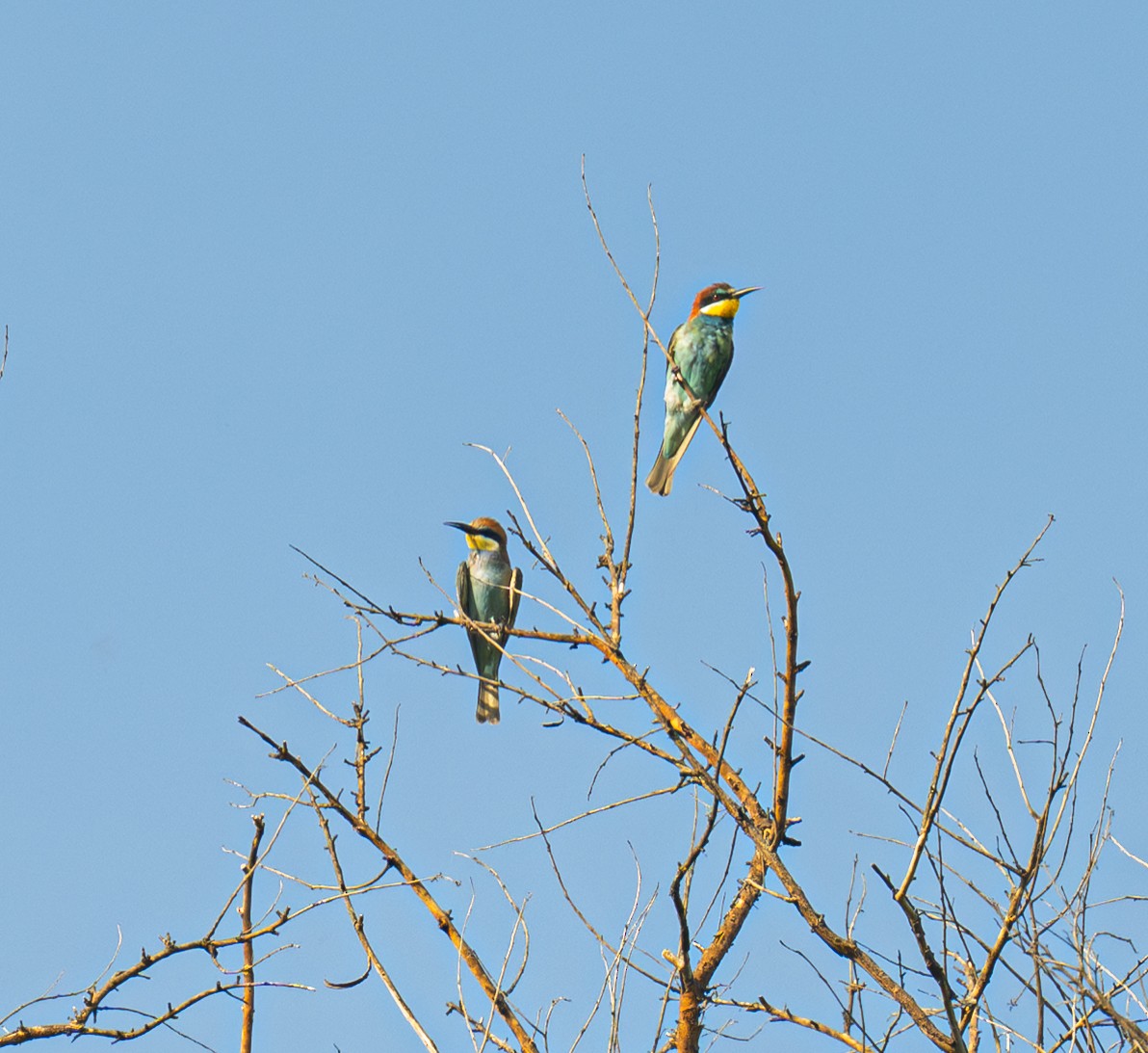 European Bee-eater - ML643332705