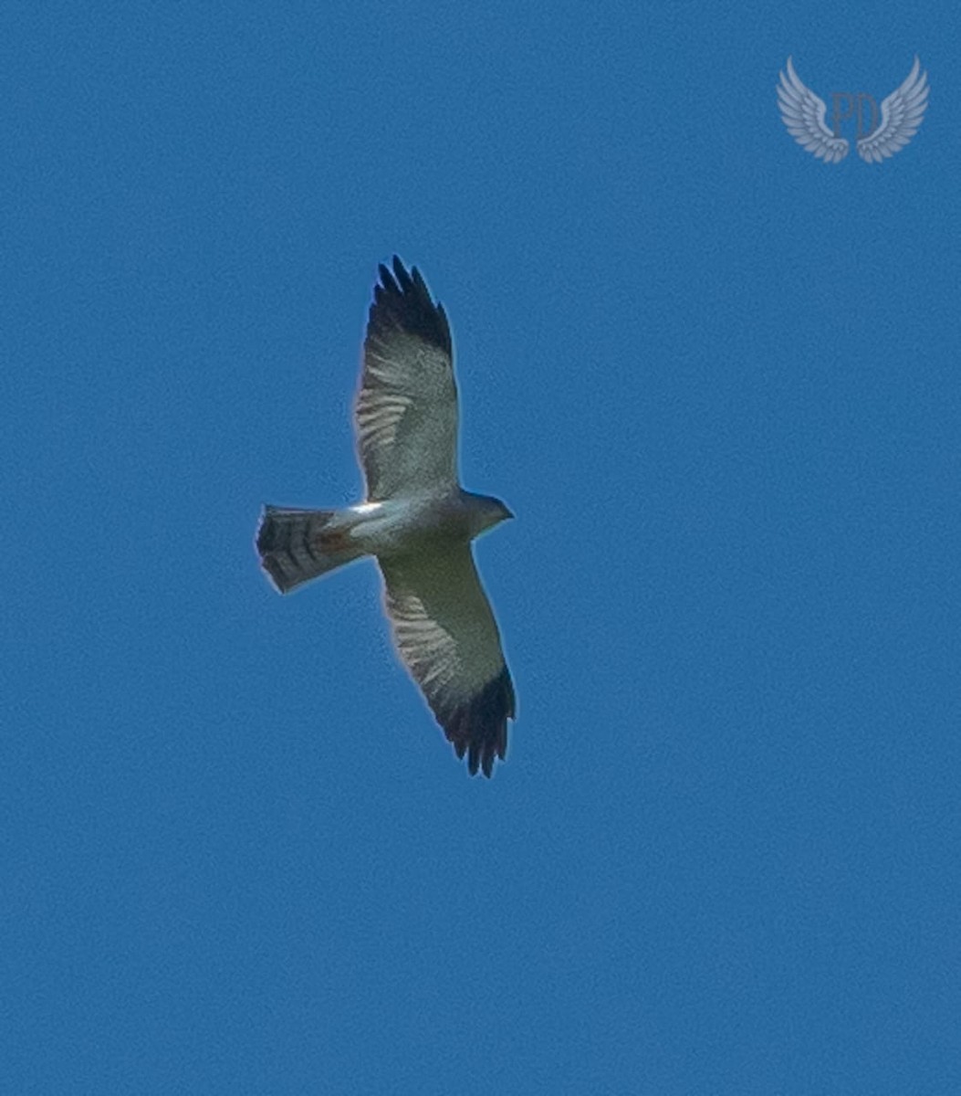 赤腹鷹 - ML643332719