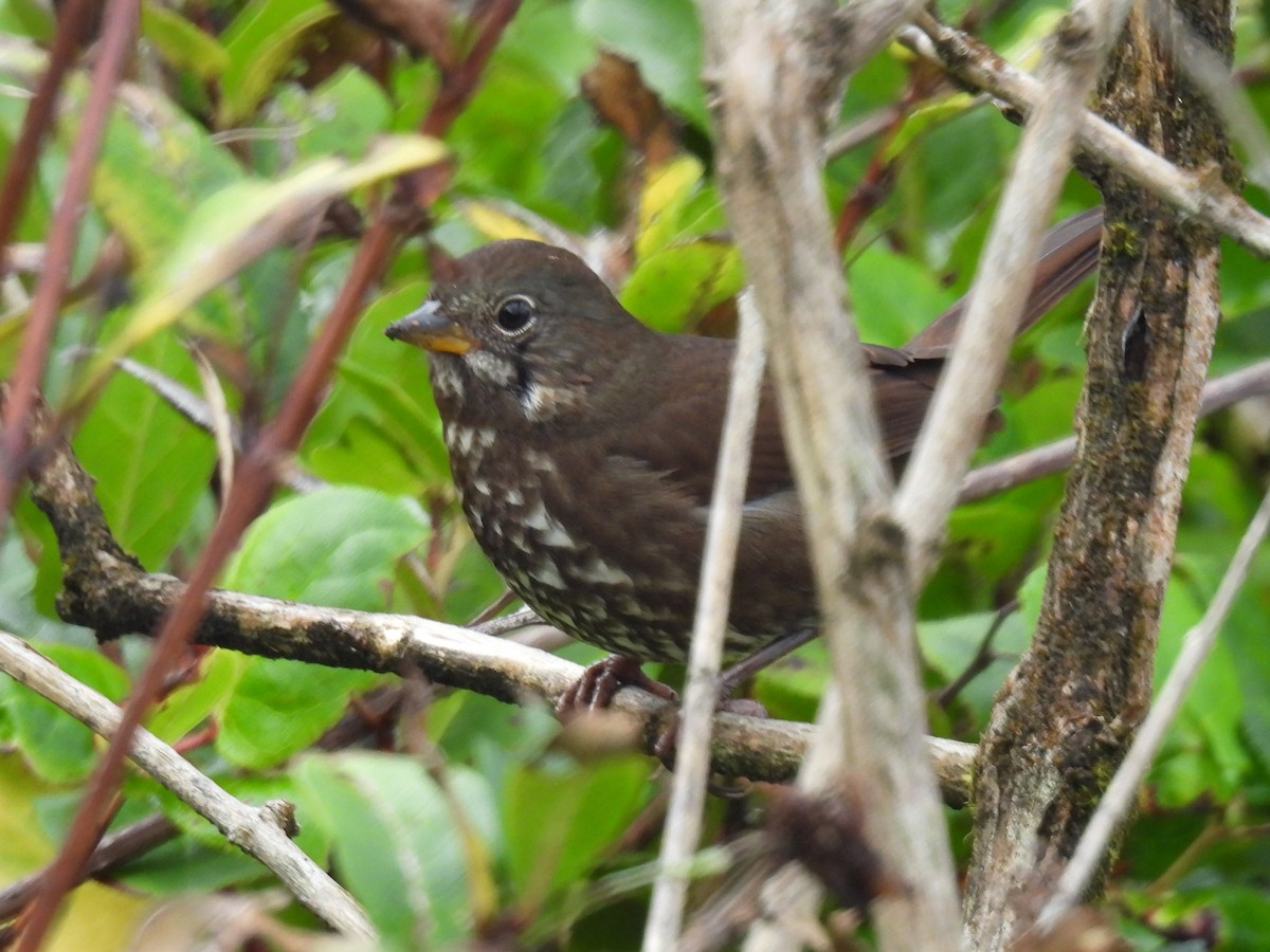 Fox Sparrow - ML643332732