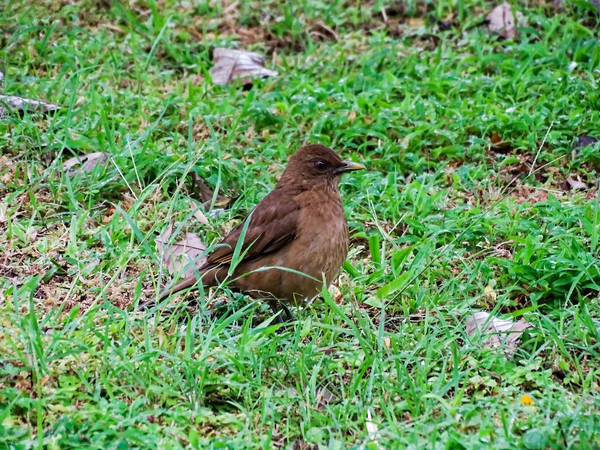Clay-colored Thrush - ML643332739