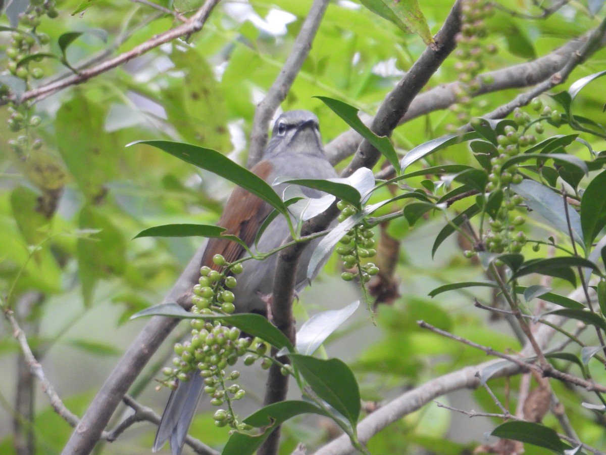 Brown-backed Solitaire - ML643332777