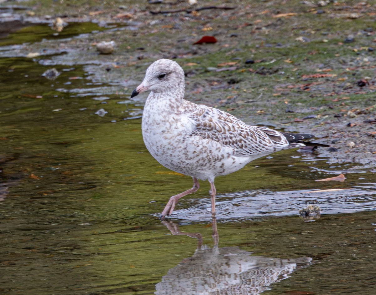Ring-billed Gull - ML643332784