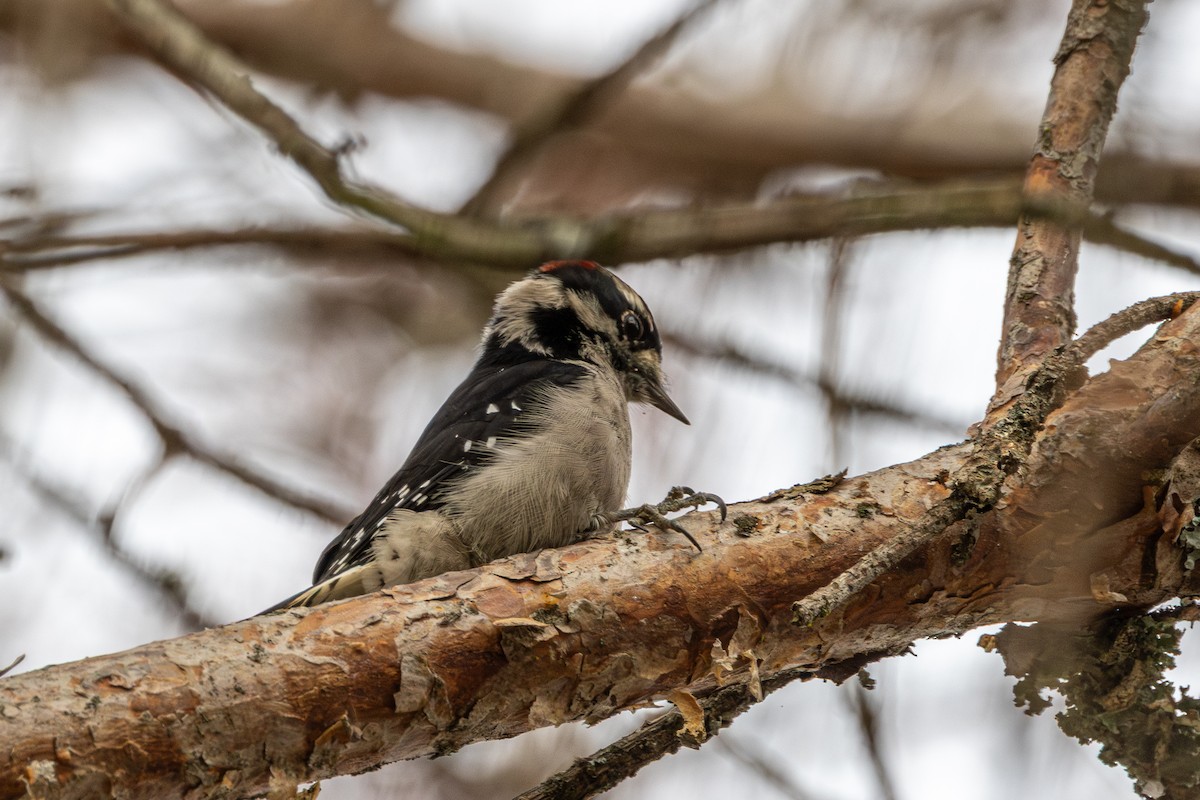 Downy Woodpecker - ML643332789