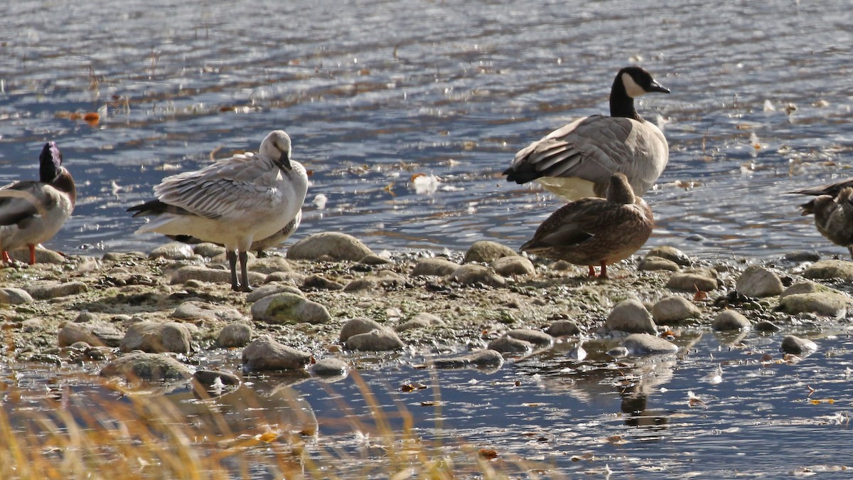 Snow Goose - ML643332791