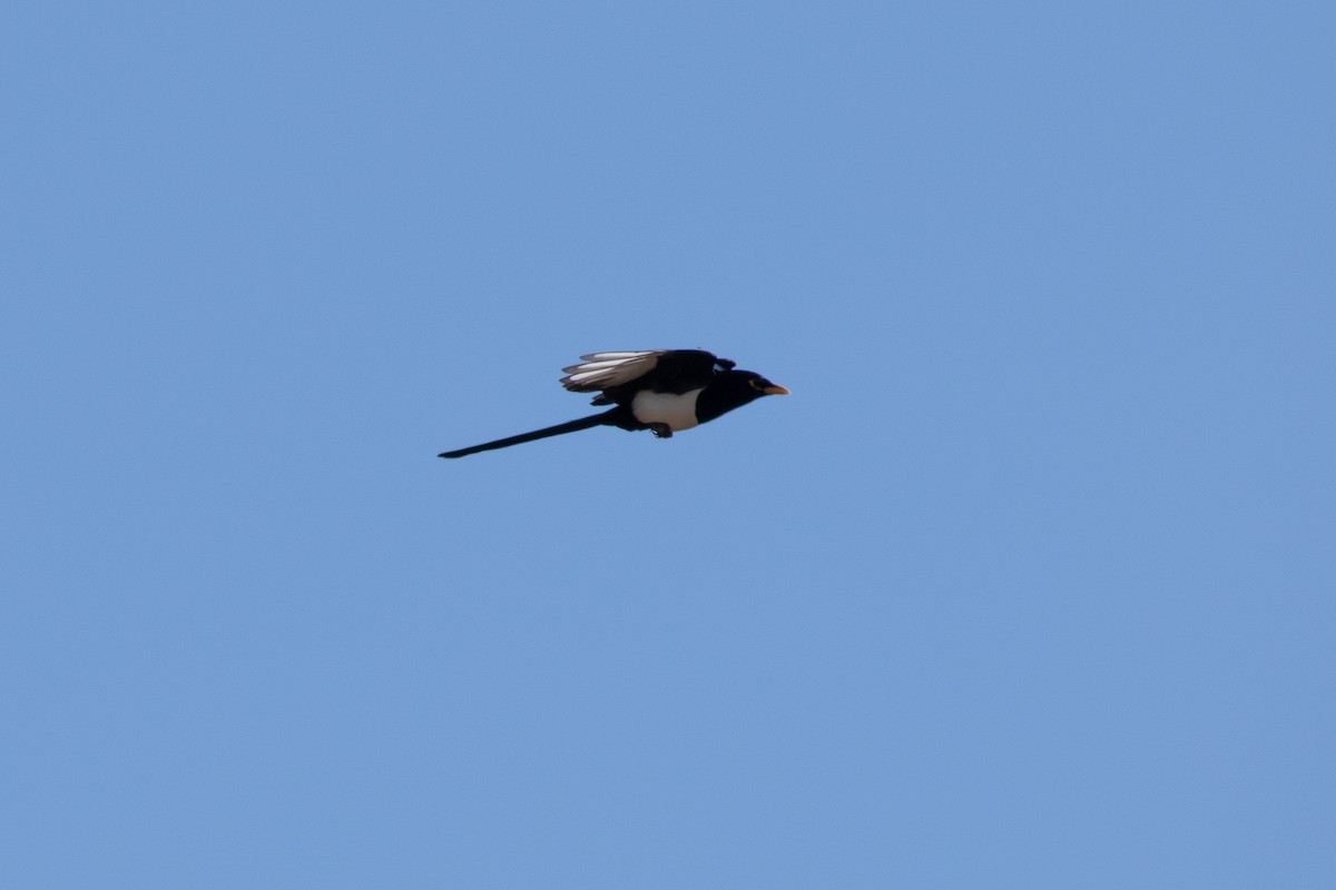 Yellow-billed Magpie - ML643332794
